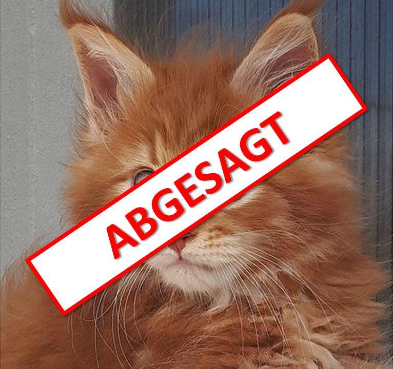 Titelbild Internationale Rassekatzenausstellung