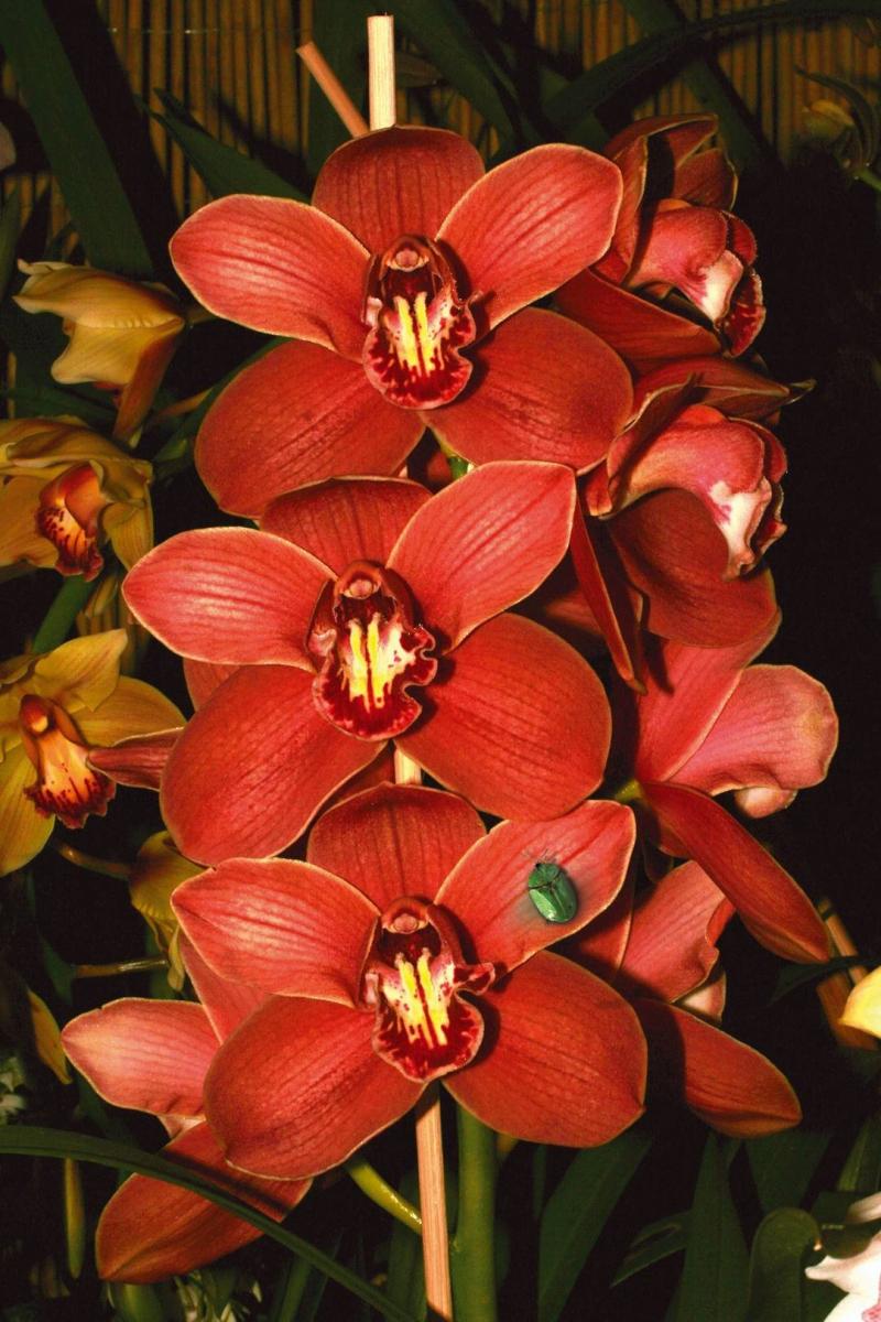 Titelbild Orchideenschau 2020